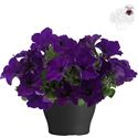 Afbeelding van Petunia TP26 Bleu